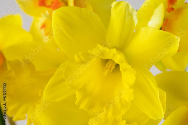 Fototapeta Beautiful yellow daffodil with yellow middle