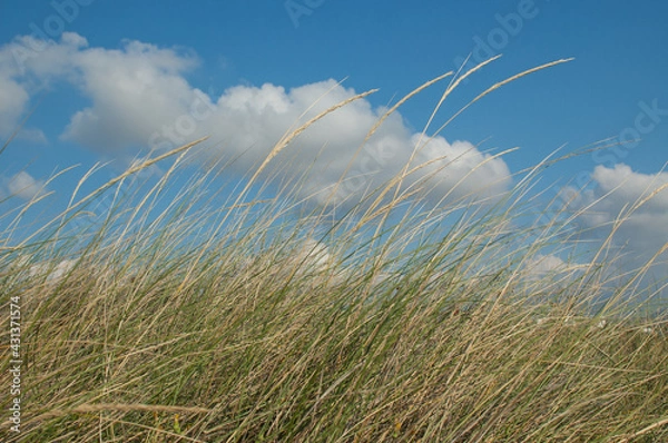 Obraz Gras und Wolken