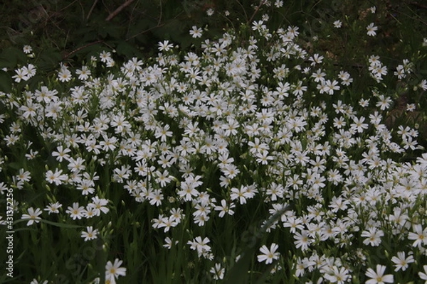 Fototapeta Buschwindröschen