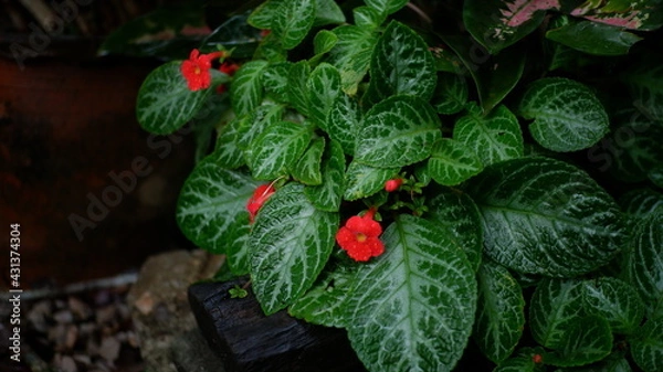 Obraz christmas tree with red berries