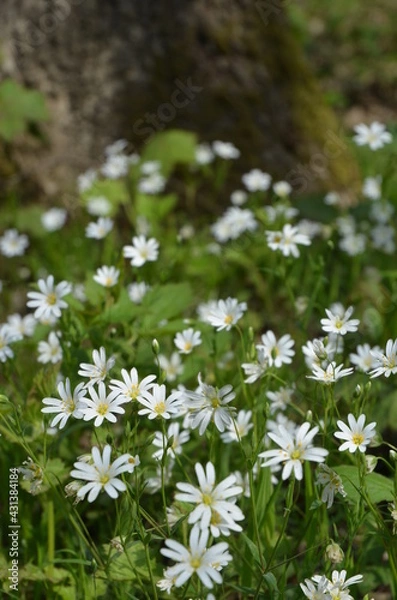 Obraz Weiße Blümchen