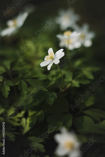 Obraz Frühlingsblume, Buschwindröschen