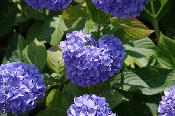 Obraz blue hydrangea flowers