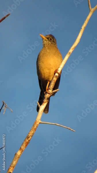 Obraz zorzal tomando sol 