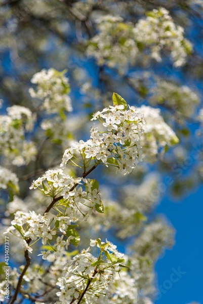 Obraz tree blossom in the spring