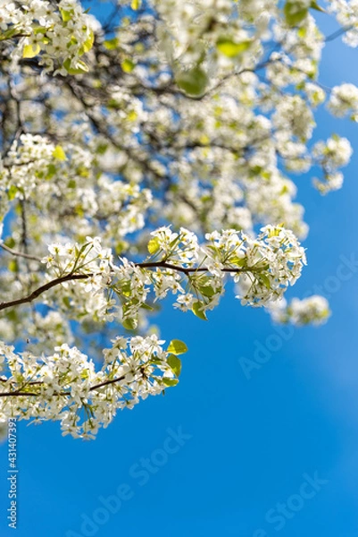 Obraz tree blossom