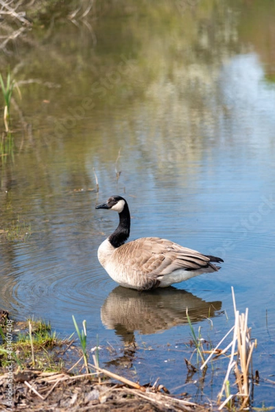 Obraz goose reflection in the pond