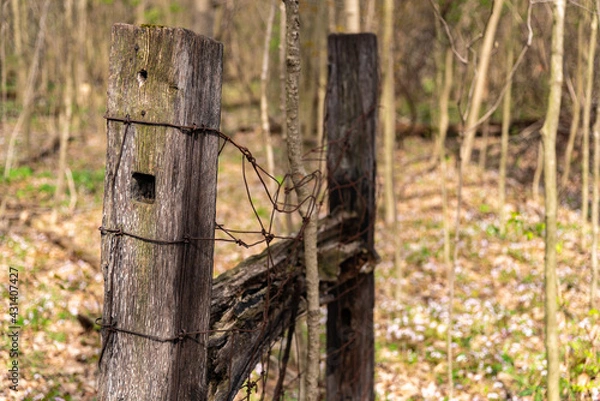 Obraz old fence post
