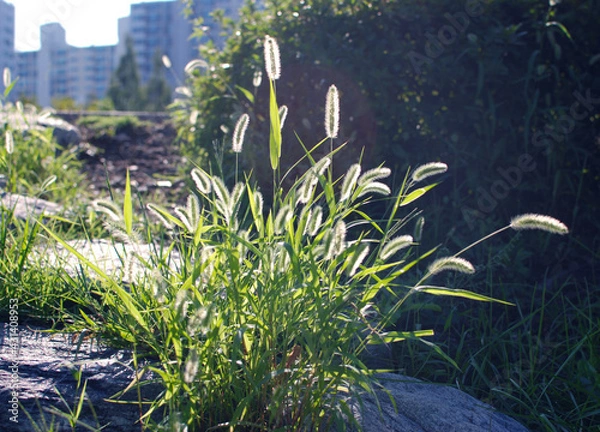 Obraz Cute grass like a puppy's tail