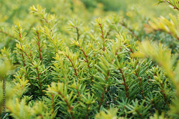 Obraz Rosemary is a fragrant herb