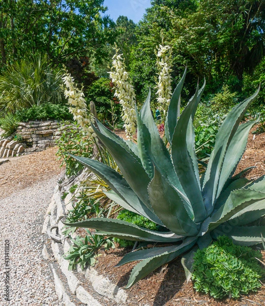 Obraz Giant Succulent