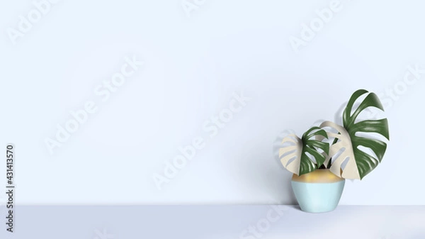 Fototapeta Decorative monstera tree planted in white ceramic pot isolated on white background. Withe and green color leaf. Two color plant. Light blue interior.