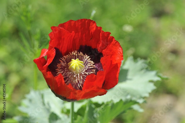 Obraz Türkischer Mohn