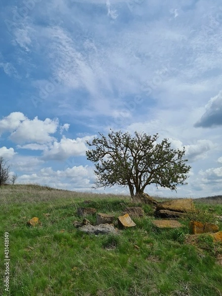 Fototapeta tree on the hill