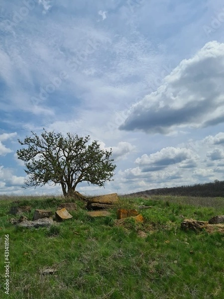 Fototapeta landscape with tree