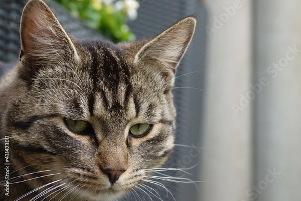 Fototapeta portrait photo of a gray tabby domestic cat