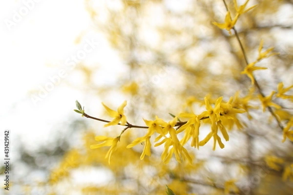 Obraz Closeup of blooming Forsythia twigs on a bright spring day: springtime concept and springtime background.