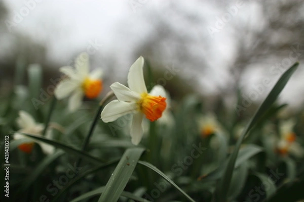 Obraz White narcissuses blooming in spring garden, green background