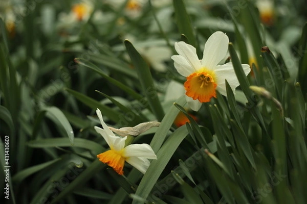 Obraz White narcissuses blooming in spring garden, green background