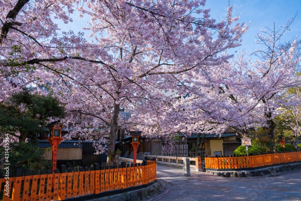 Fototapeta 京都　祇園白川の桜と巽橋