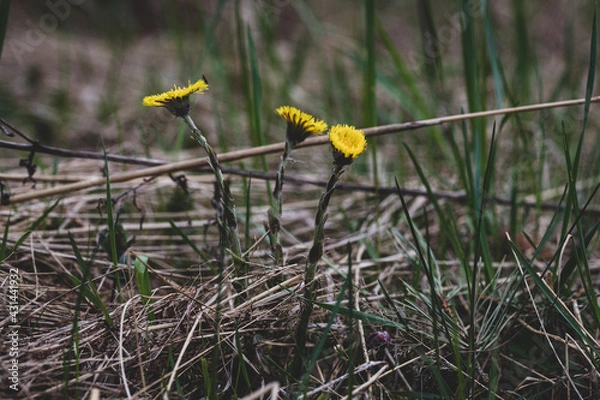 Obraz 
A plant foalfoot Tussilago farfara in early spring in the forest, close up, selective focus.