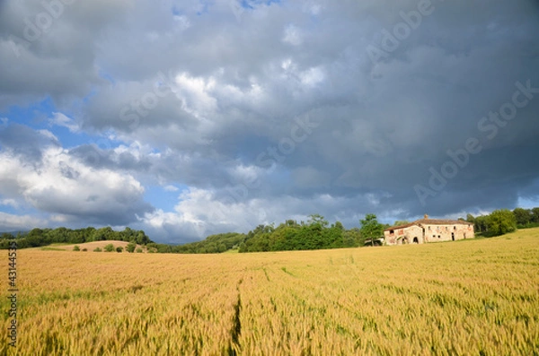 Fototapeta collina toscana campo di grano 1