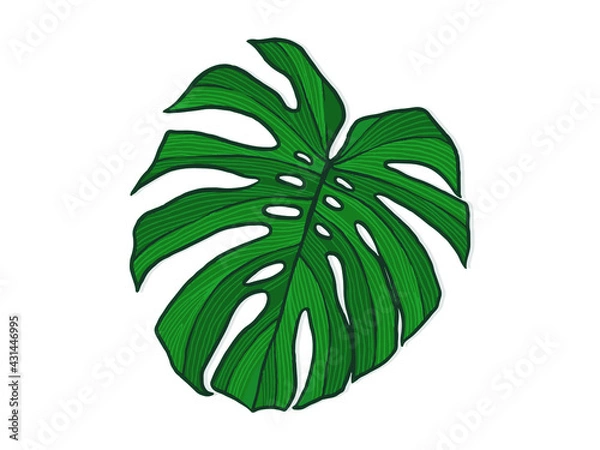 Fototapeta Hand drawn monstera. Indoor plant. Scandinavian style illustration with monstera, modern and elegant home decor. Vector poster design.