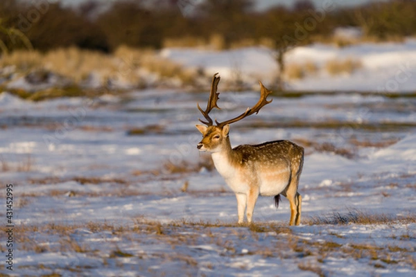 Obraz deer in the snow