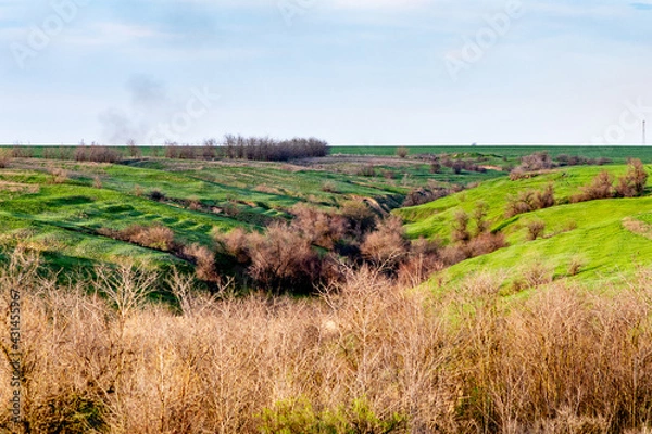 Fototapeta View of the ravine, on a sunny day, thickets in the foreground