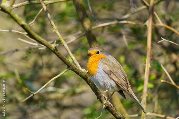 Obraz Rotkehlchen auf einem Ast