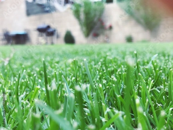 Obraz Nahaufnahme Gras