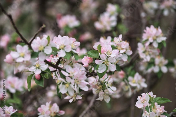 Fototapeta Horizontal spring background. Blooming apple tree close up and delicate creamy blurred background. Japanese cherry blossom. White flowers bloomed on tree branch.