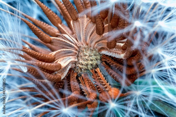 Fototapeta Dandelion seeds close up blowing in green background