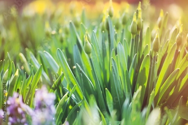 Obraz grass with dew drops