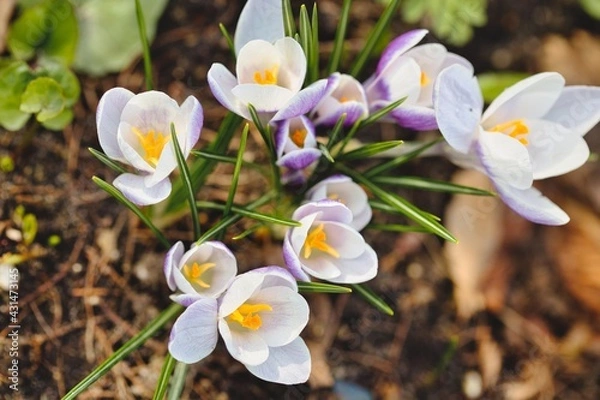 Obraz spring crocus flowers
