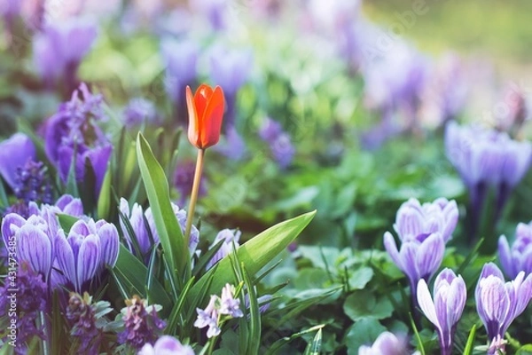 Obraz tulip and crocuses