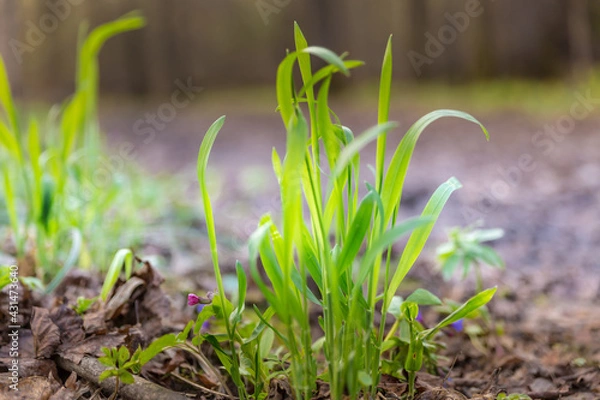 Obraz spring  grass