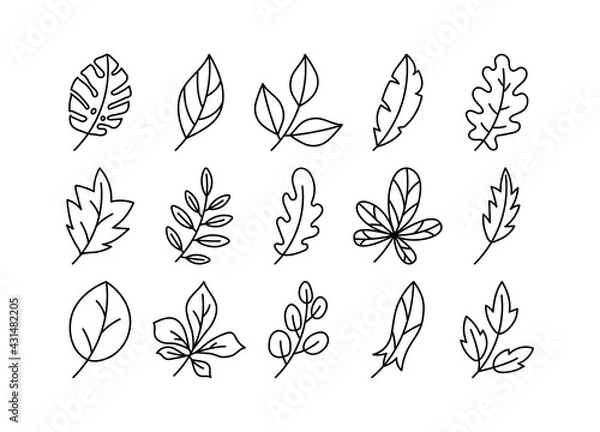 Fototapeta Vector leaves set. Botanical doodle drawing illustration. Hand drawn sketch. Black and white color exotic monstera leaf