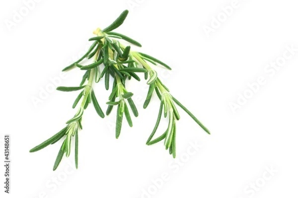 Fototapeta ローズマリー