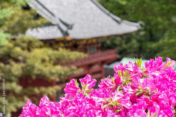 Obraz つつじの花