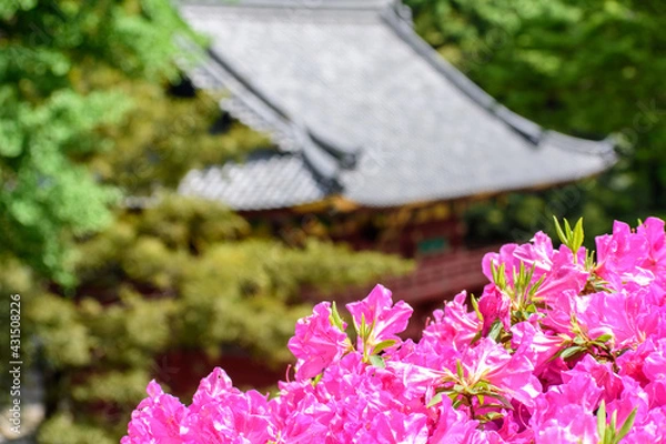 Obraz つつじの花