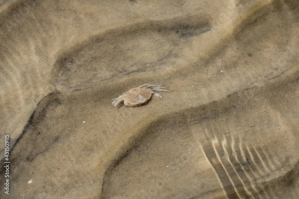 Fototapeta Sand Colored Crab Shell Under Water