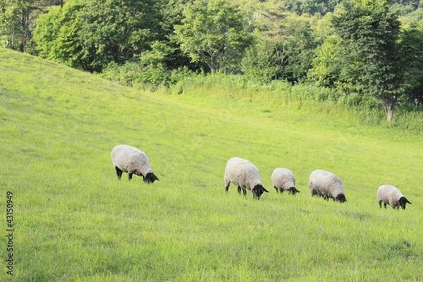 Obraz Flock of sheep