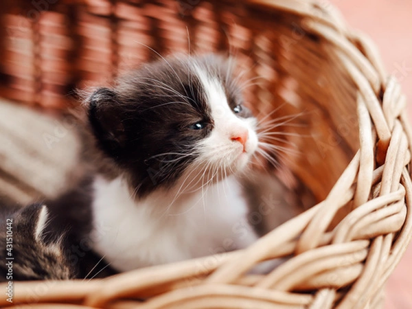 Fototapeta A black and white kitten sitting in a basket. Concept of adorable little pets