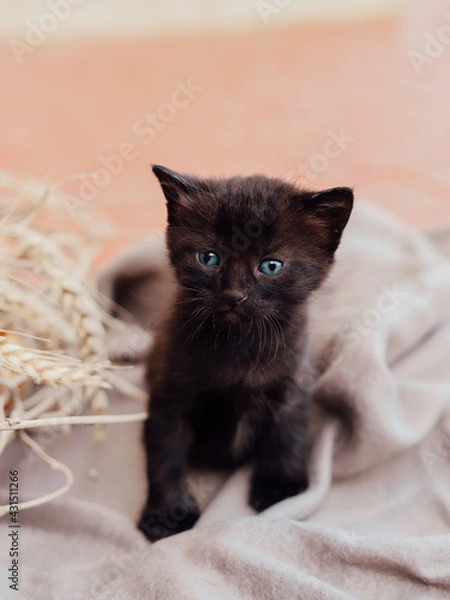 Fototapeta A black kitten sitting on a blanket. Looking into the camera. Concept of adorable little pets. Vertical orientation.