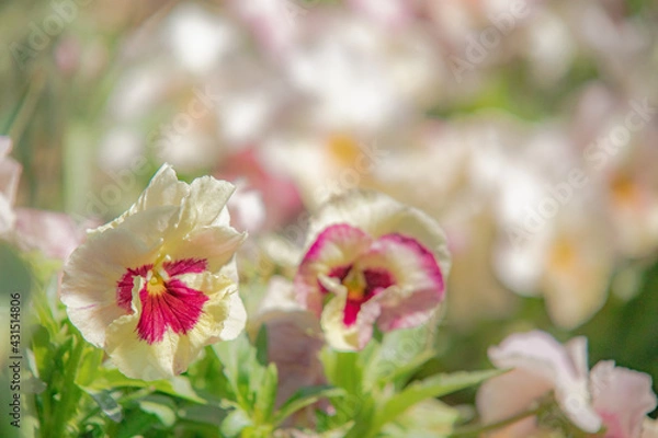 Fototapeta 春に咲く薄く優しい色のパンジー