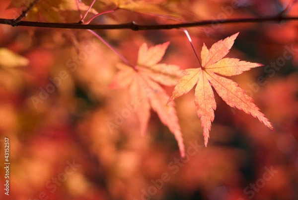 Fototapeta イロハカエデの紅葉