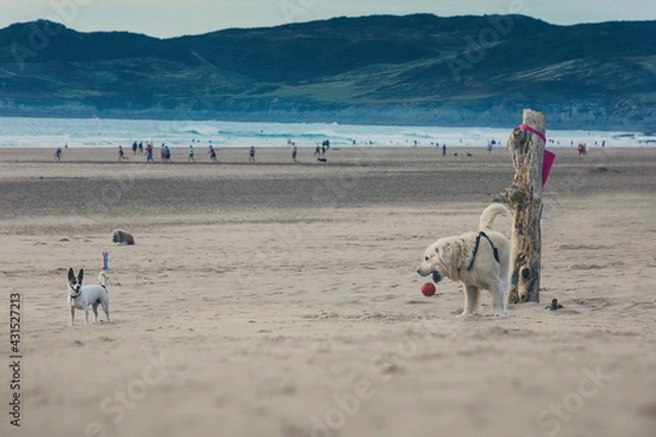 Obraz Two dogs  playing catch on a beach at Woolacombe in Devon, UK