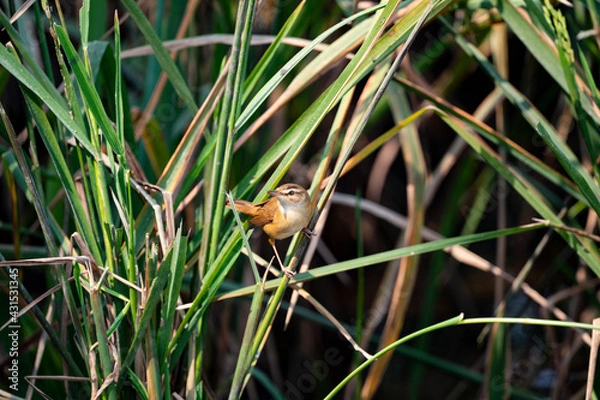 Obraz Manchurian Reed - Warbler