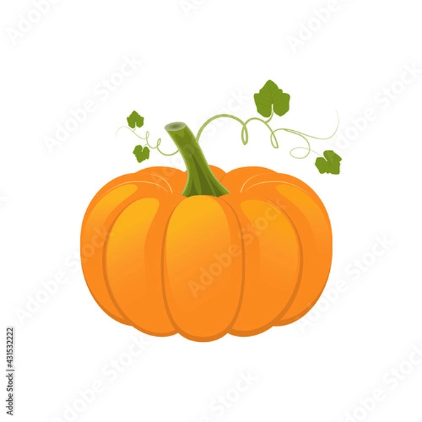 Fototapeta Pumpkin with a shoot and leaves. Vector illustration isolated on a white background. Icon, sign, template for design.